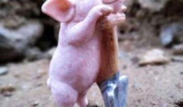 长春养猪场爆料事件视频,揭露养殖场内幕，引发公众关注