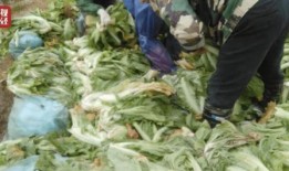 老坛酸菜最新爆料新闻,最新爆料揭露惊人内幕